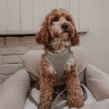 Matcha┃Bouclé Adjustable Harness