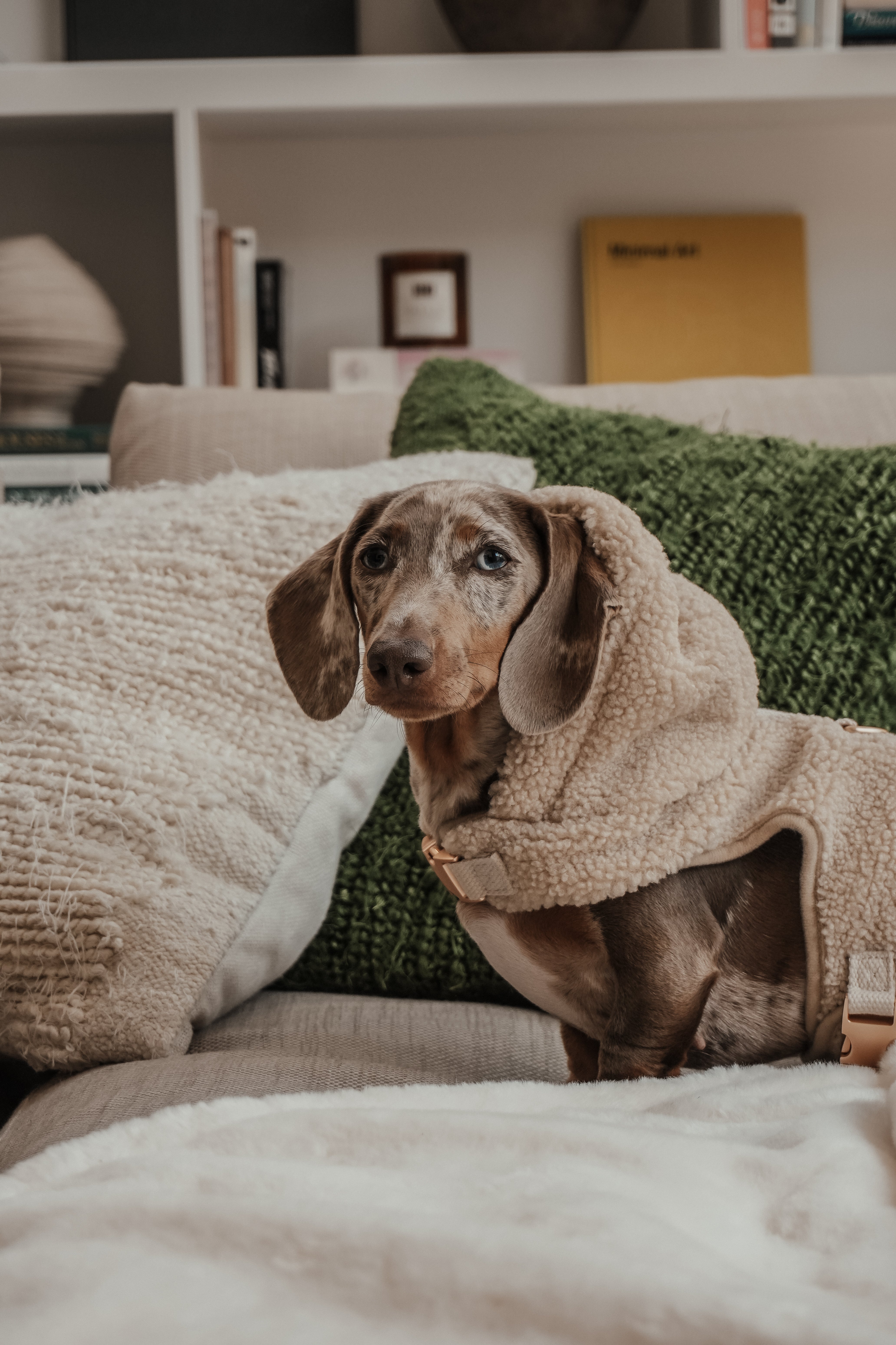 Hazel | Dachshund | Size XS