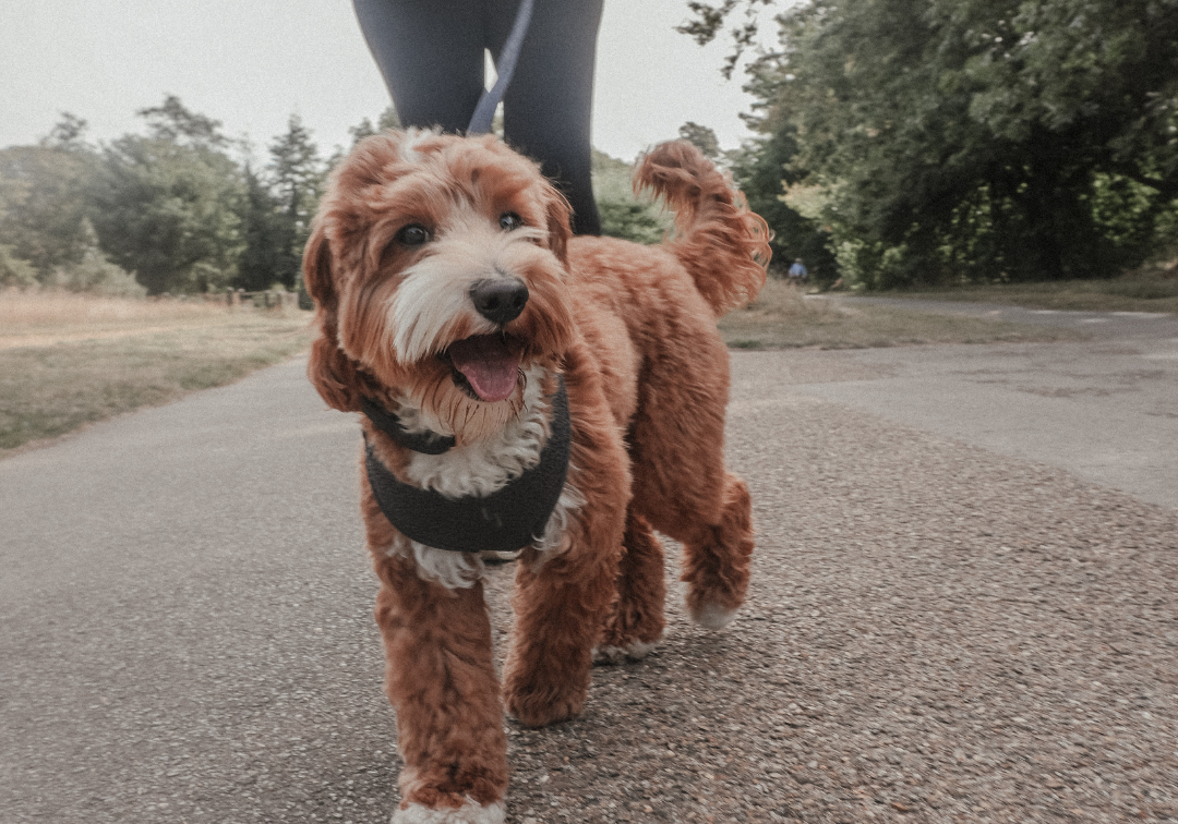 Walk