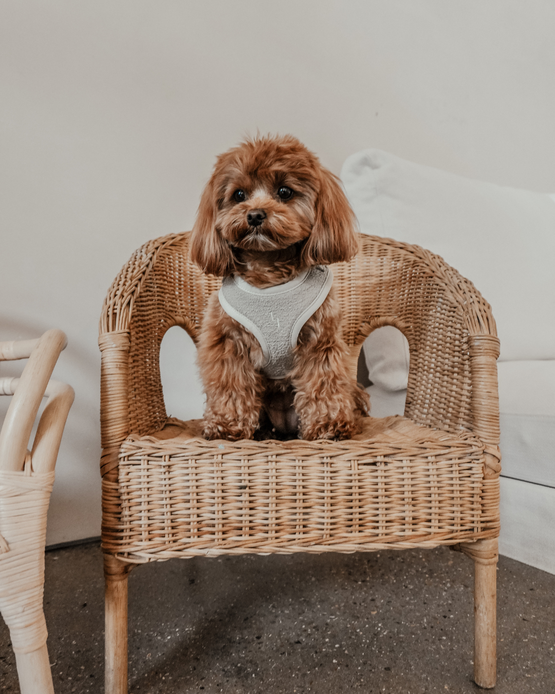 Matcha┃Bouclé Adjustable Harness