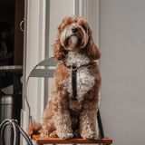 Chocolate┃Studio Step-In Harness