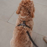 Chocolate┃Studio Step-In Harness