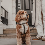 Chocolate┃Studio Step-In Harness