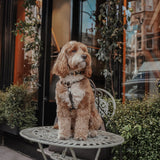 Chocolate┃Studio Step-In Harness