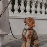 Chocolate┃Studio Step-In Harness