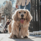 Chocolate┃Studio Step-In Harness