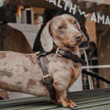 Chocolate┃Studio Step-In Harness