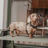 Chocolate┃Studio Step-In Harness