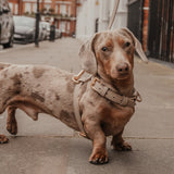 Hazelnut┃Studio Step-In Harness