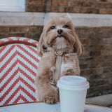 Hazelnut┃Studio Step-In Harness