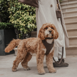 Chocolate┃Bouclé Adjustable Harness