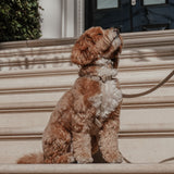 Hazelnut┃Studio Step-In Harness