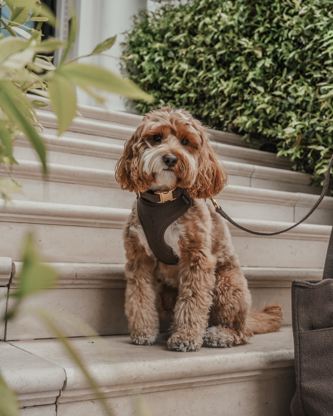 Chocolate┃Bouclé Adjustable Harness
