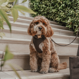 Chocolate┃Bouclé Adjustable Harness