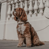 Hazelnut┃Studio Step-In Harness