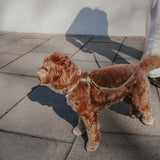 Hazelnut┃Studio Step-In Harness