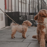 Hazelnut┃Studio Step-In Harness