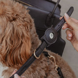 Chocolate┃Studio Collar