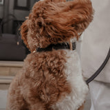 Chocolate┃Studio Collar