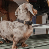 Chocolate┃Studio Collar