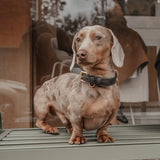 Chocolate┃Studio Collar