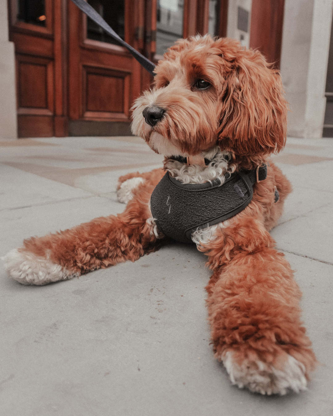 Midnight┃Bouclé Adjustable Harness