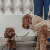 The Cosy Hoodie Harness