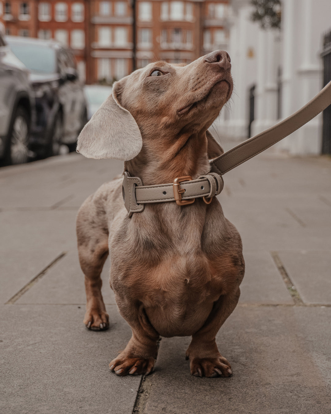 Hazelnut┃Studio Collar