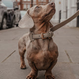 Haselnuss┃Studio-Kragen