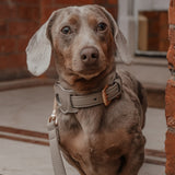 Haselnuss┃Studio-Kragen