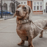 Haselnuss┃Studio-Kragen