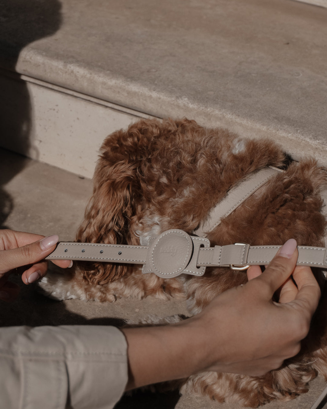 Hazelnut┃Studio Collar
