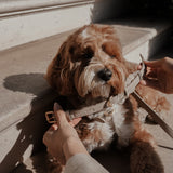 Haselnuss┃Studio-Kragen