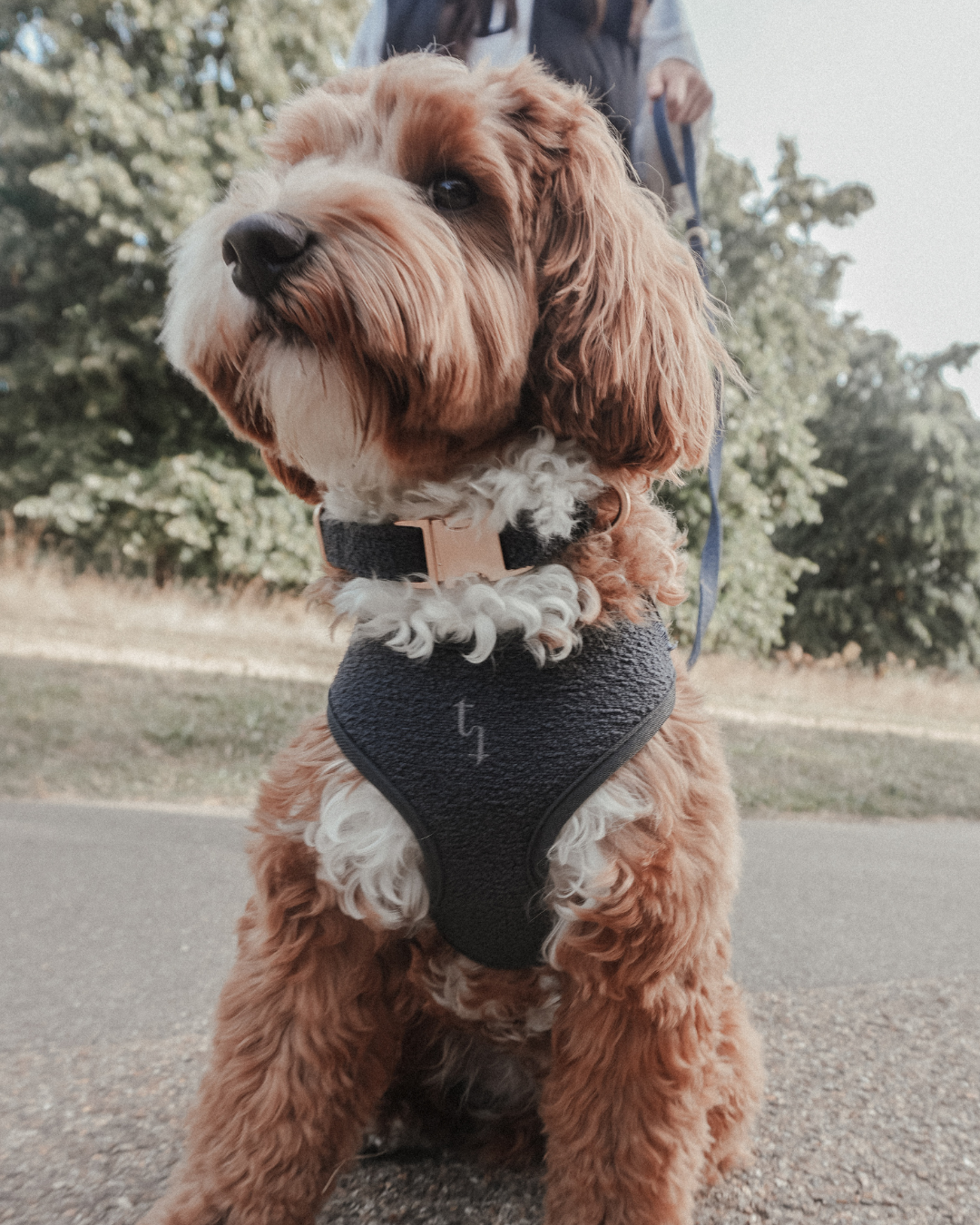 Midnight┃Bouclé Adjustable Harness