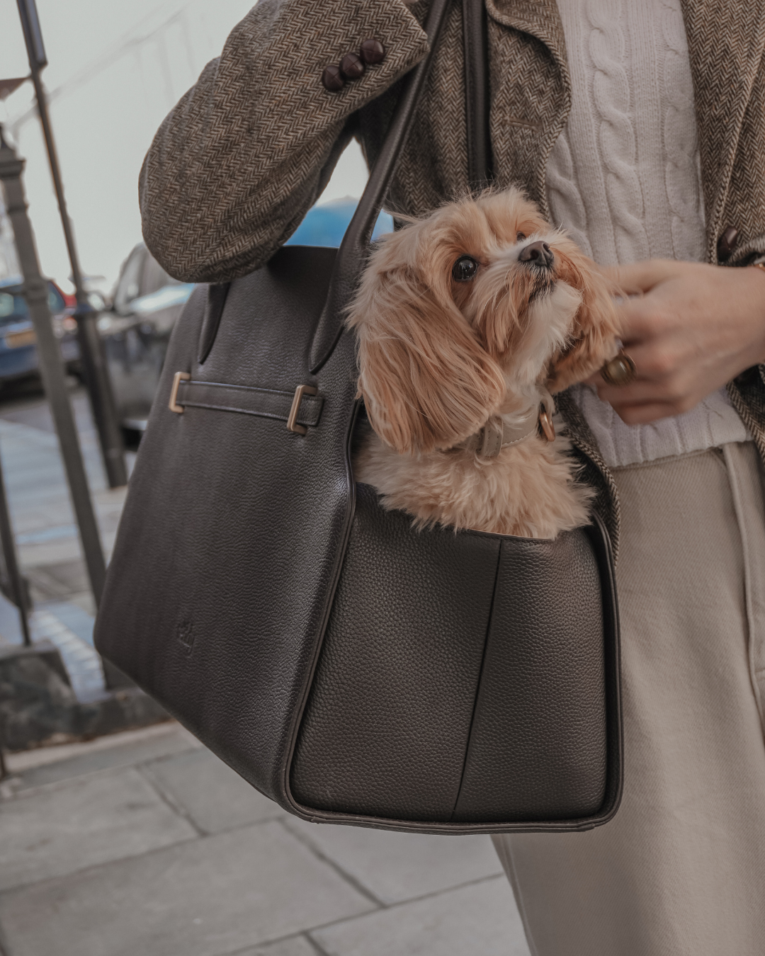 Chocolate | The Studio Carrier