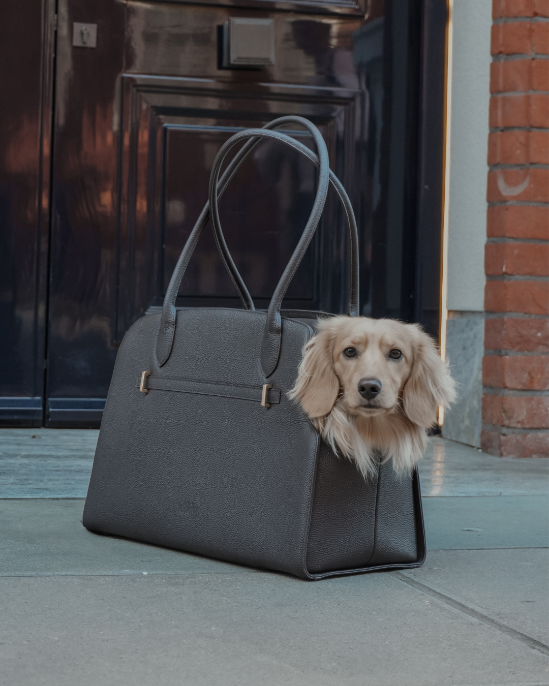 Chocolate | The Studio Carrier
