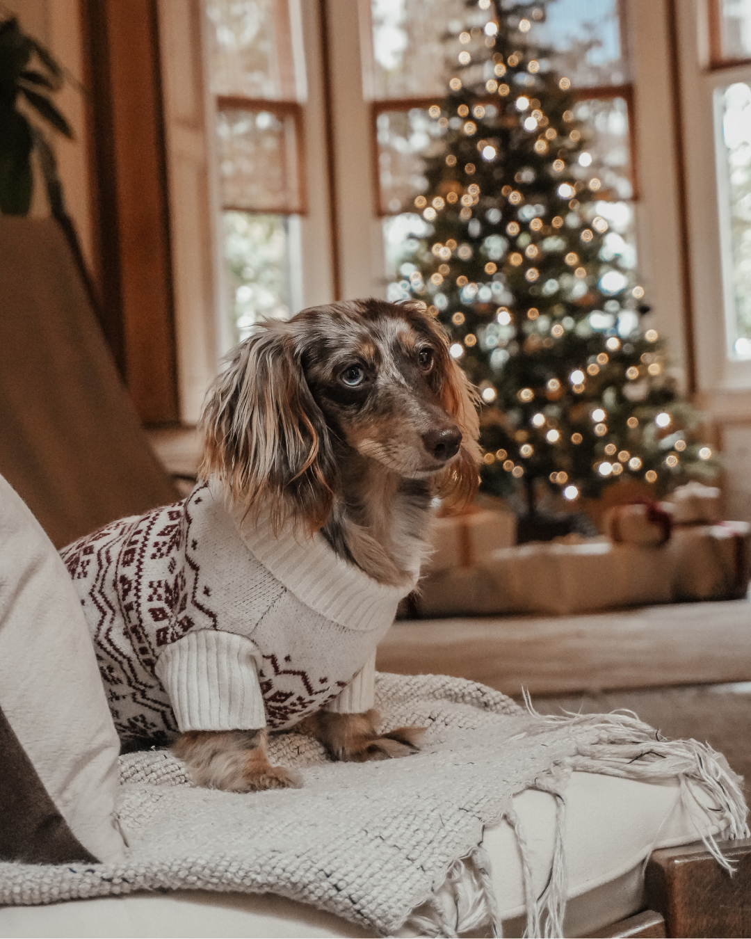 Snowberry | Après Ski Roll Neck Knit