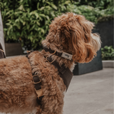 Chocolate┃Bouclé Collar