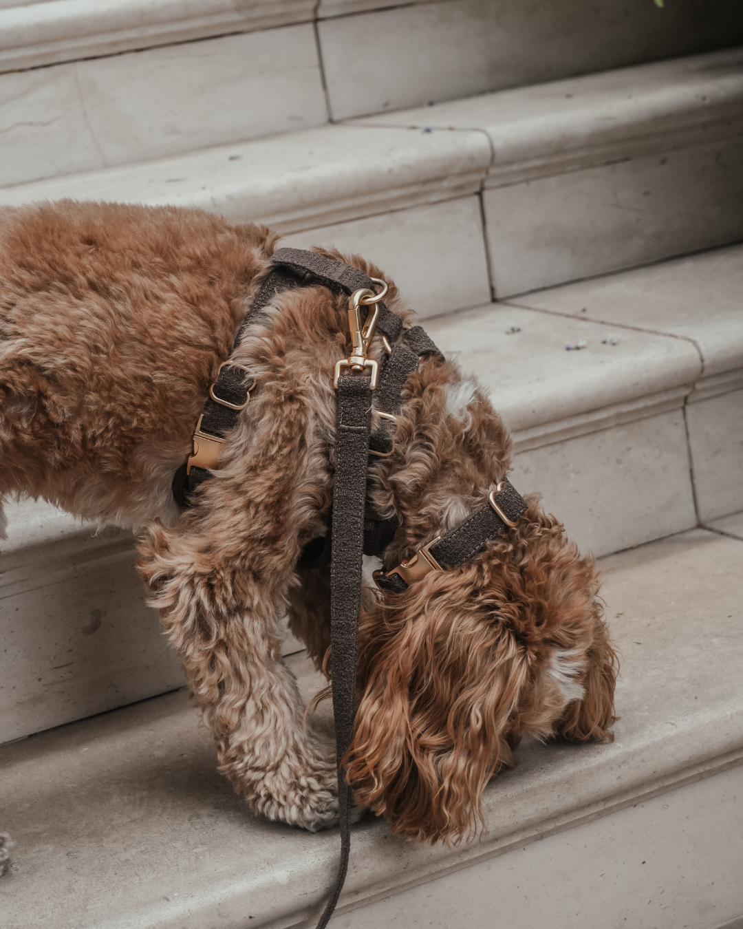 Chocolate┃Bouclé Collar