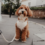 Marshmallow┃Bouclé Adjustable Harness