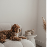 The Cosy Café Dog Bowl - Naetive x By Teddy