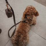 Chocolate┃Bouclé Lead