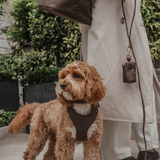 Chocolate┃Bouclé Lead