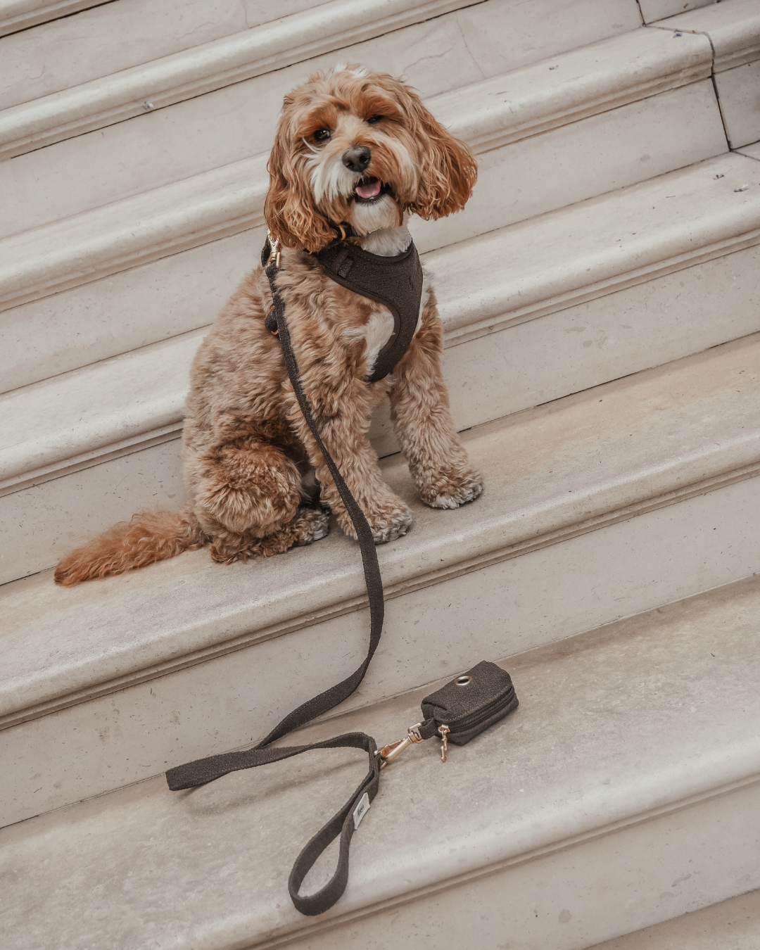 Chocolate┃Bouclé Lead