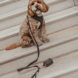 Chocolate┃Bouclé Lead