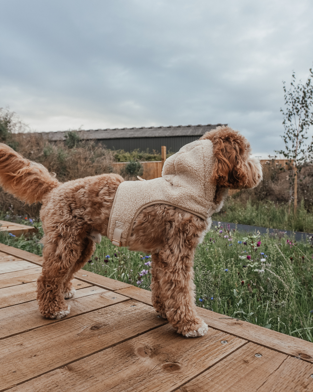 Theodore | Mini Australian Labradoodle | Size S