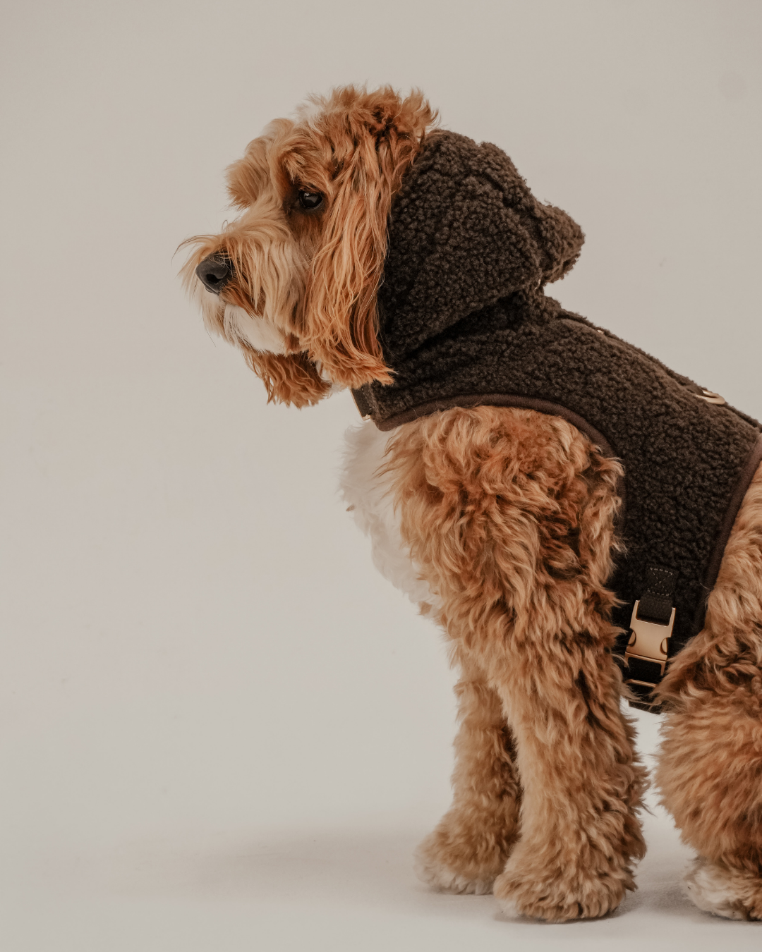 Chocolate | The Cosy Hoodie Harness