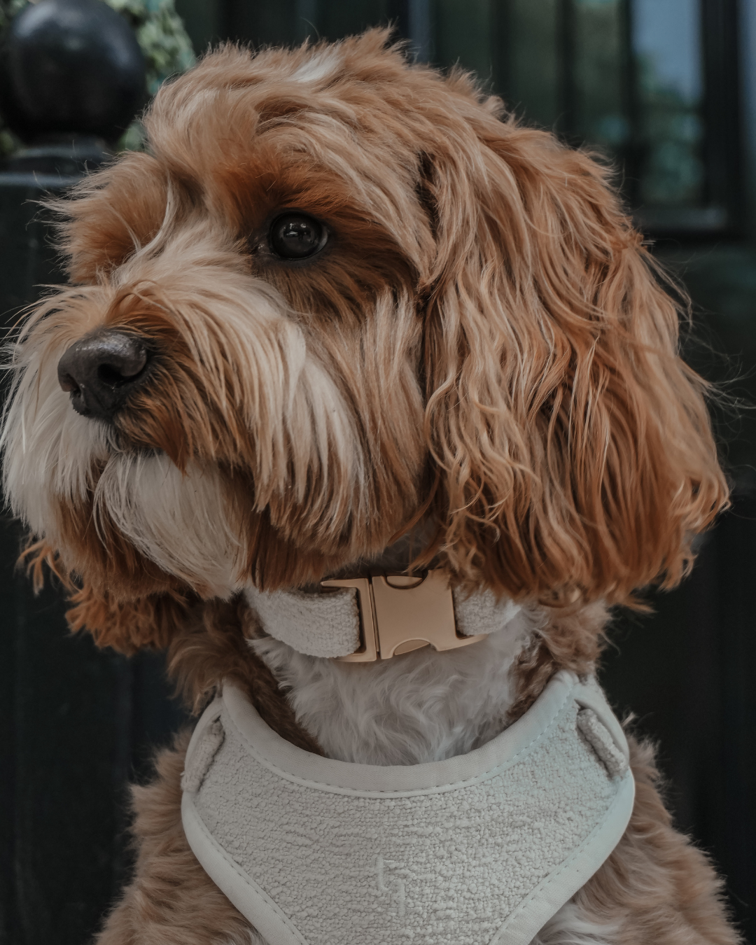 Marshmallow┃Bouclé Collar