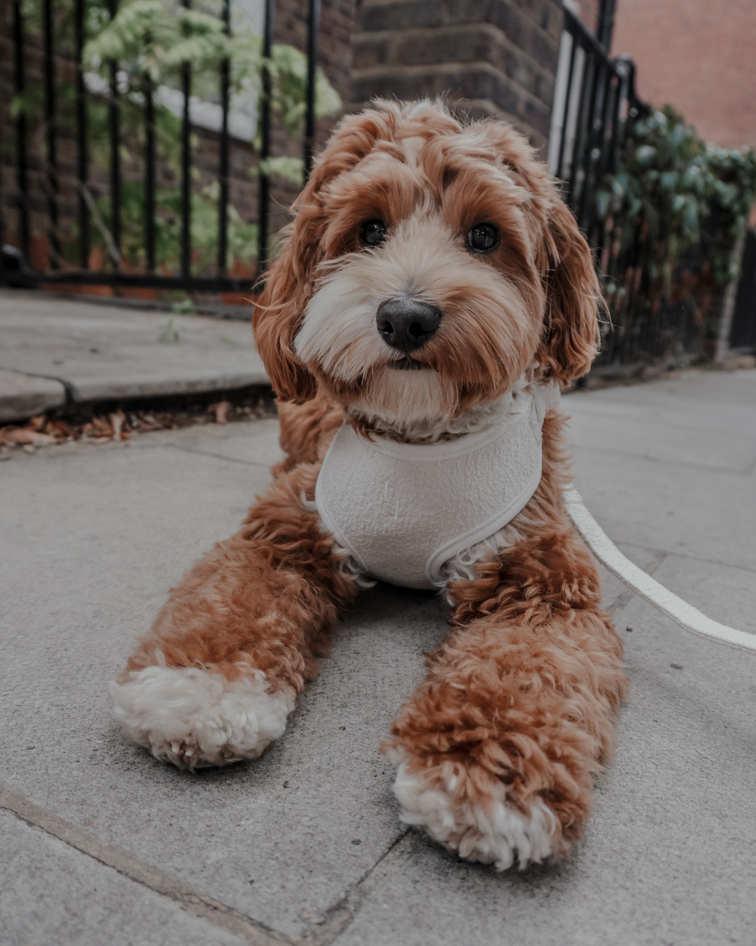 Marshmallow┃Bouclé Adjustable Harness