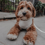 Marshmallow┃Bouclé Adjustable Harness